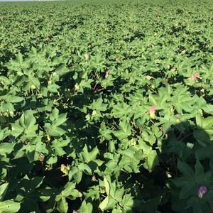 Meet your Posher, Ben